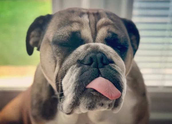 Why Do English Bulldogs Sleep So Much